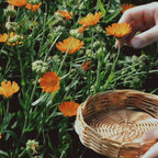 All Purpose Pure Calendula Salve